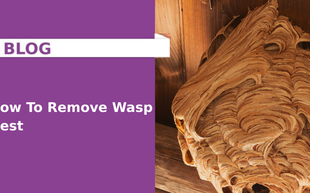 How To Remove Wasp Nest